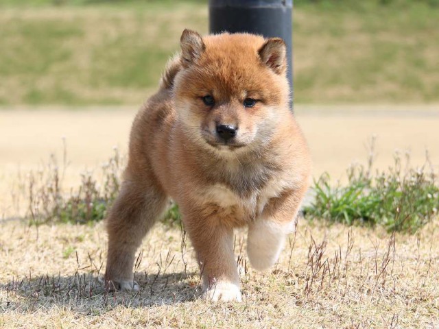 IMG_1366-shiba-shiba-puppy