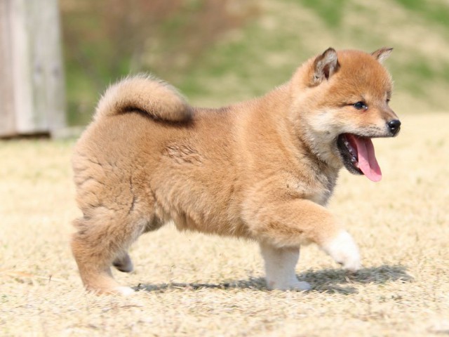 IMG_1391-shiba-shiba-puppy