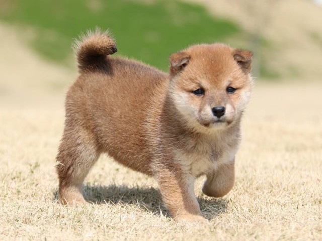 IMG_1489-shiba-puppy