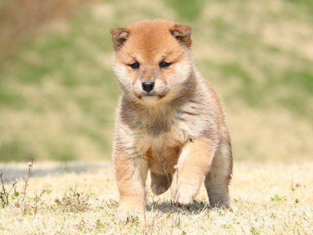 IMG_1509-shiba-puppy