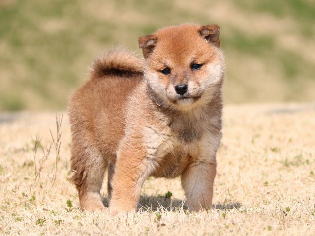 IMG_1528-shiba-puppy