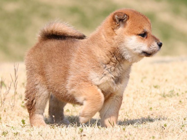 IMG_1530-shiba-puppy