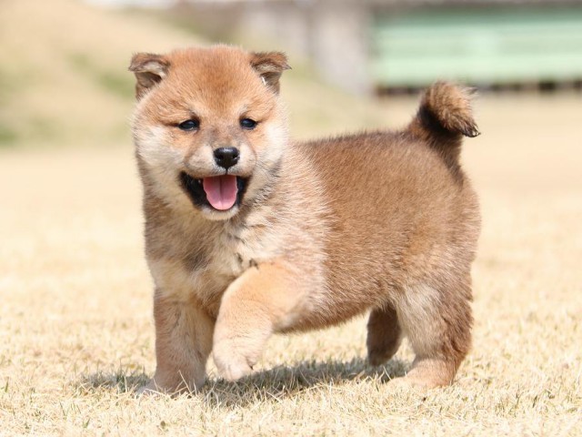 IMG_1534-shiba-puppy