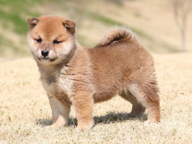 IMG_1553-shiba-puppy