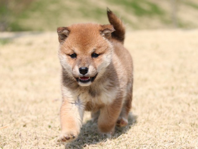 IMG_1558-shiba-puppy