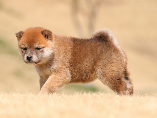 IMG_1572-shiba-puppy