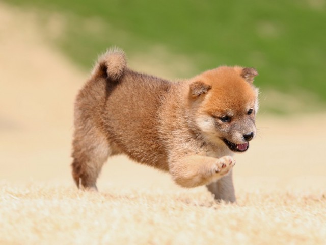 IMG_1589-shiba-puppy