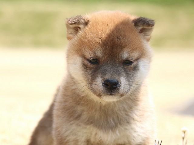 IMG_1640-shiba-shiba-puppy