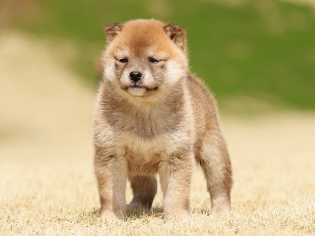 IMG_1645-shiba-shiba-puppy