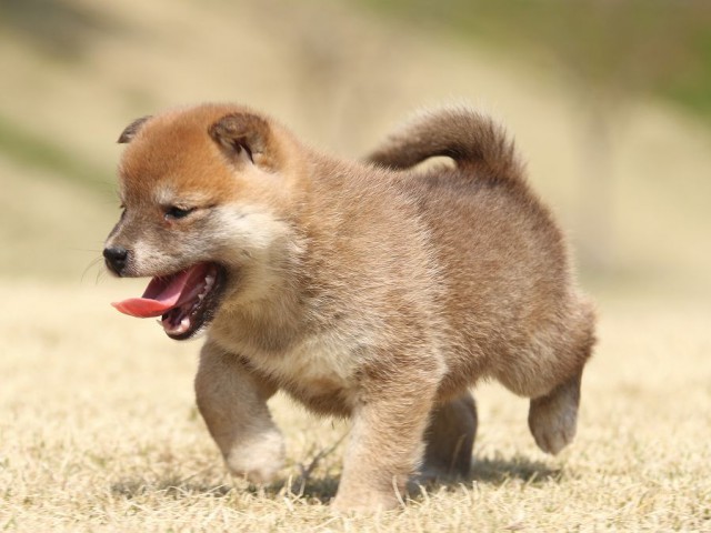 IMG_1669-shiba-shiba-puppy