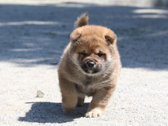 IMG_1897-shiba-puppy