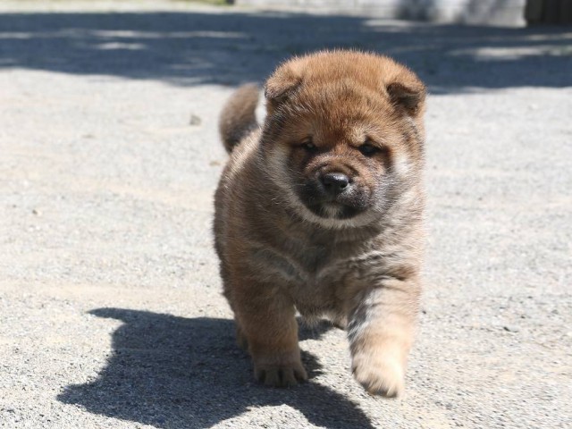 IMG_1906-shiba-puppy