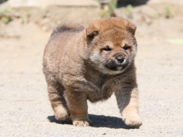 IMG_1932-shiba-puppy