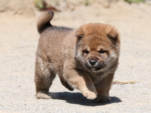 IMG_1934-shiba-puppy