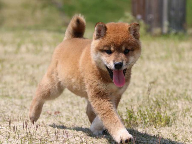 IMG_3500-shiba-puppy