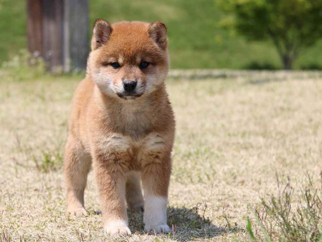 IMG_3507-shiba-puppy