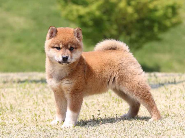 IMG_3555-shiba-puppy