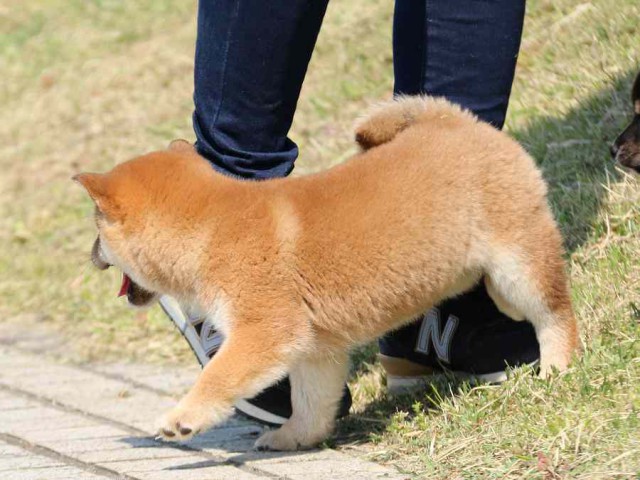 IMG_3895-shiba-puppy