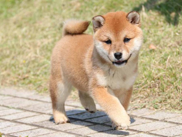 IMG_3916-shiba-puppy