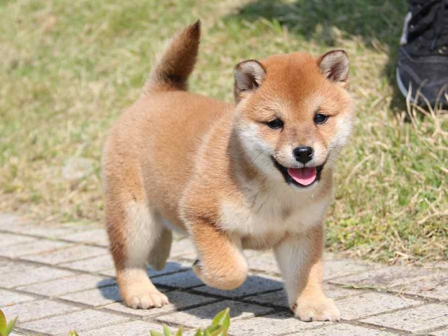 IMG_3917-shiba-puppy