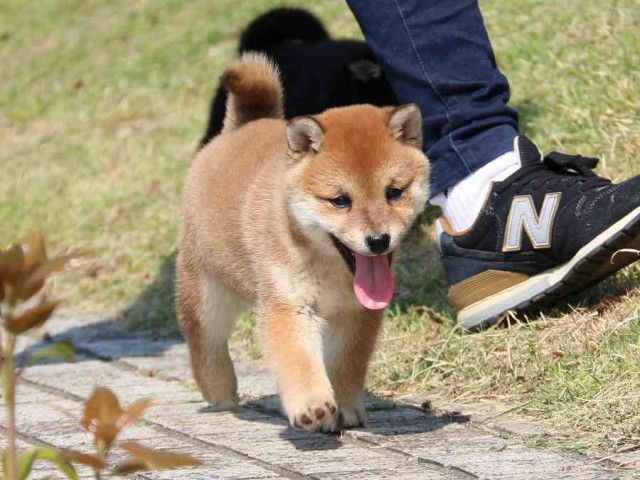 IMG_3961-shiba-puppy