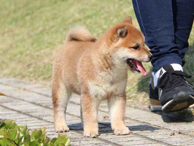 IMG_3965-shiba-puppy