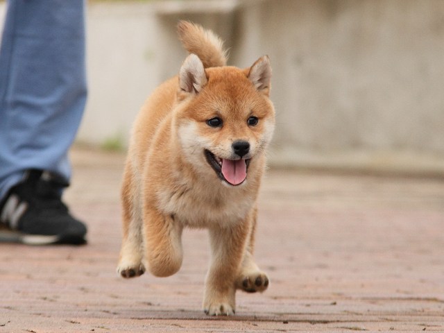 IMG_6634-shiba-puppy