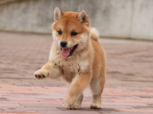 IMG_6649-shiba-puppy