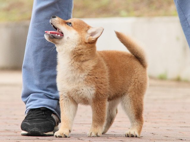 IMG_6655-shiba-puppy