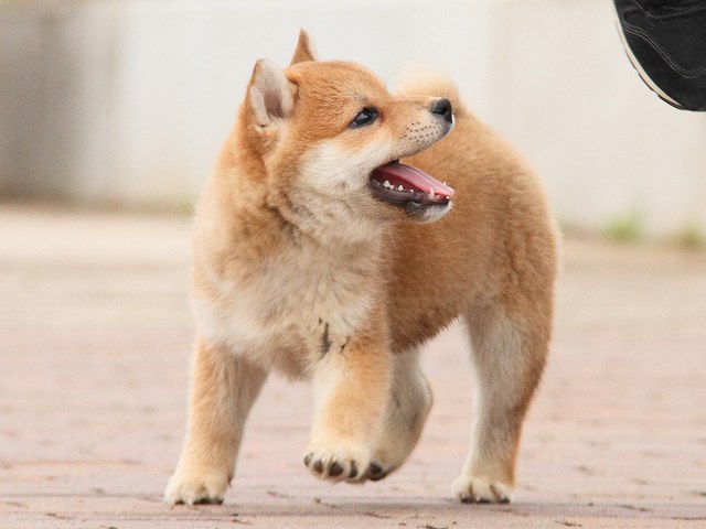 IMG_6657-shiba-puppy