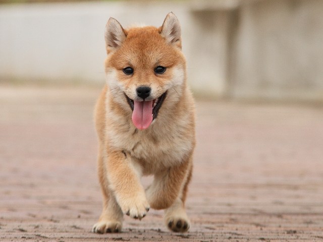 IMG_6663-shiba-puppy