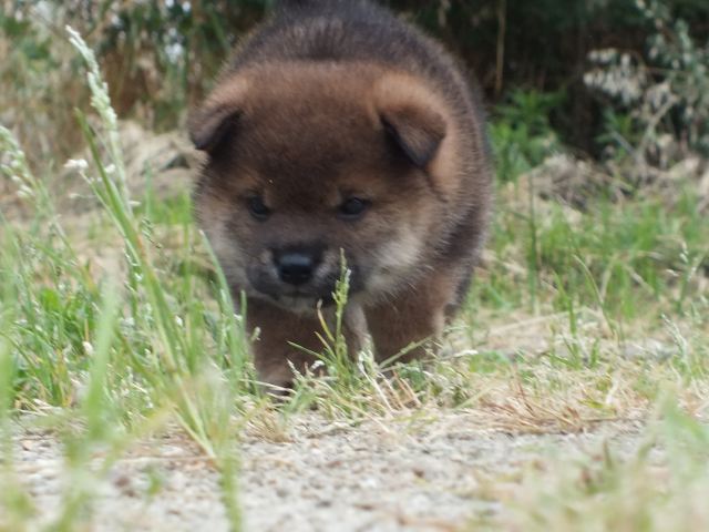 DSCF2576-shiba-puppy