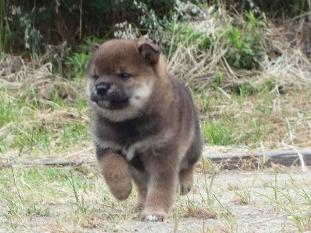 DSCF2579-shiba-puppy