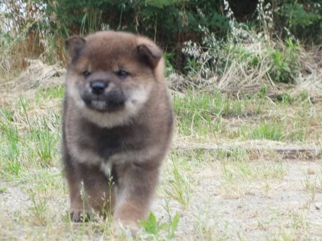 DSCF2582-shiba-puppy