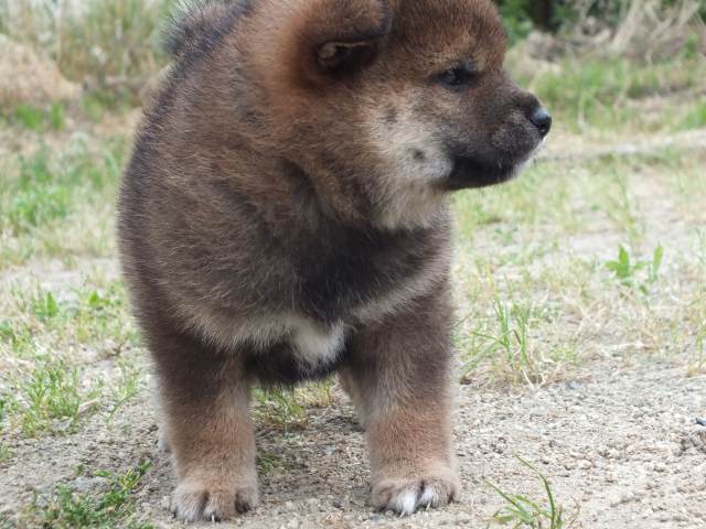 DSCF2583-shiba-puppy