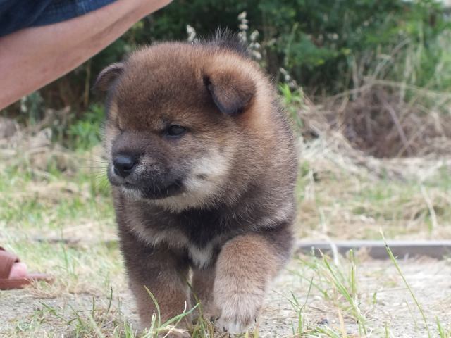 DSCF2585-shiba-puppy