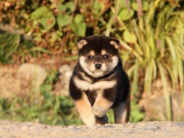 IMG_0133-shibainu-koinu