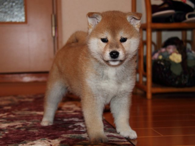 IMG_0662-shibainu-koinu