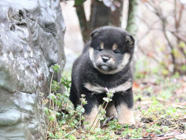 IMG_0741-shiba-puppy