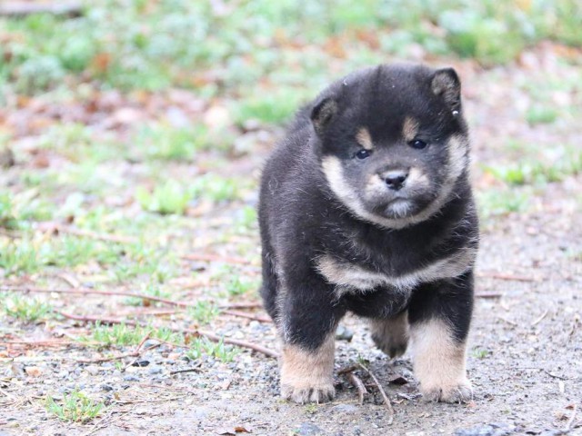 IMG_0753-shiba-puppy