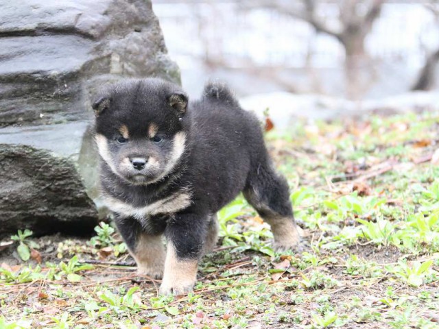 IMG_0762-shiba-puppy