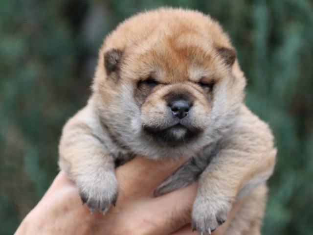 IMG_0792-shiba-puppy