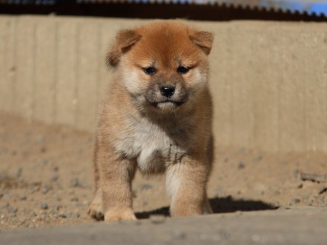 IMG_0818-shibainu-koinu