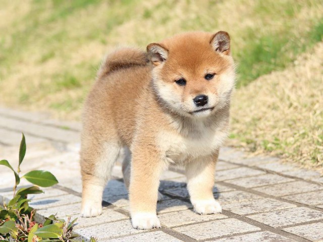 IMG_1071-shiba-puppy