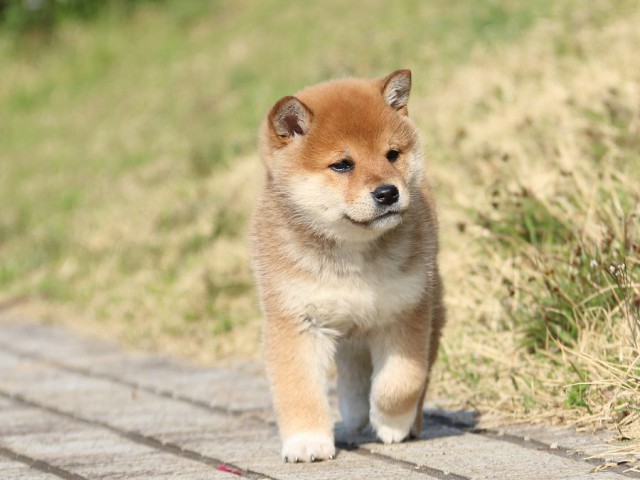 IMG_1095-shiba-puppy