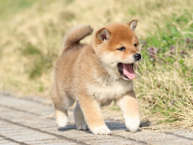 IMG_1100-shiba-puppy