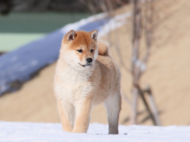 IMG_1123-shibainu-koinu