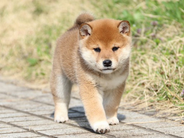 IMG_1126-shiba-puppy