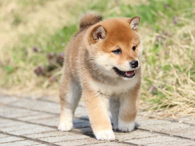 IMG_1128-shiba-puppy