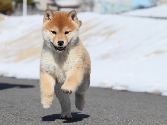 IMG_1129-shibainu-koinu